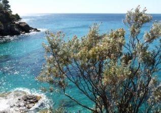 Domaine du Rayol, Le Jardin des Méditerranées