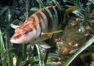 Snorkeling – Pointe Ouest (Calanque du Blé, Pointe des Chevaliers)